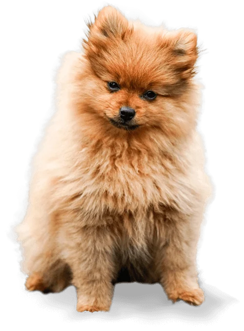 Pomerania, imagen ilustrativa utilizada en la web original